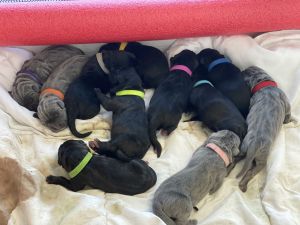 Cane Corso puppies