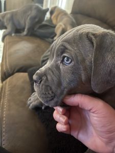 Cane corso puppies