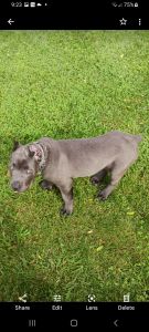 Cane Corso pup