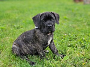 Female brindled Cane Corso puppy
