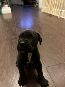 Cane corso puppies for sale
