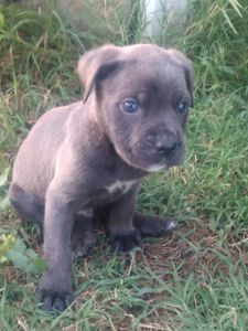 Cane Corso Puppies For Sale