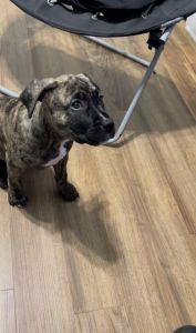 Puppy cane corso mix
