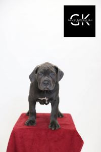 Cane Corso's