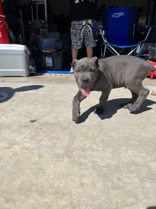 Cane corso