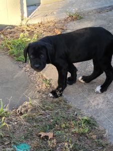 Cane Coso Puppy