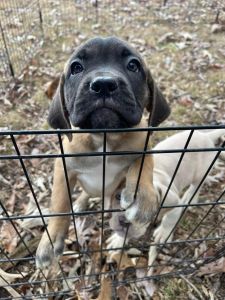 Cane Corso puppies