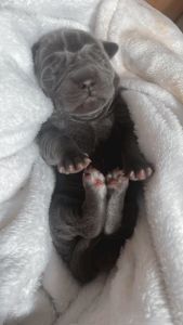 Cane Corso puppies