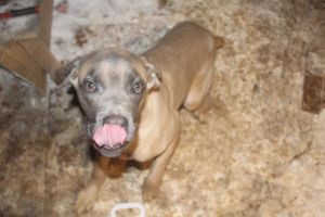 Formentino cane corso
