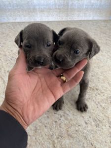 Puppies for sale