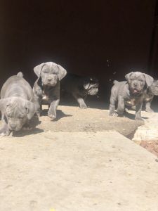 Pure Bred Cane Corso