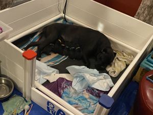 Sirius Cane Corso puppies