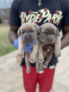 Cane Corso