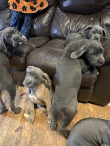 Cane corso puppies