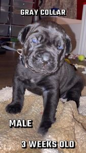 Sirius Cane Corso puppies looking for there forever homes