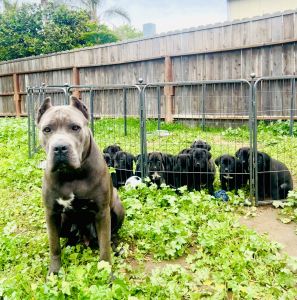 Puppies new a forever home