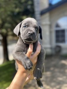 Cane Corso