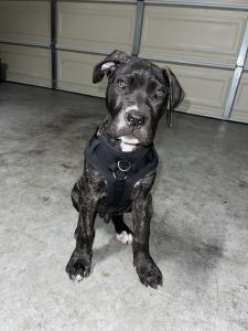 12 weeks cane corso