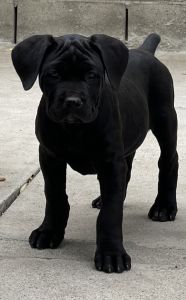 Cane Corso