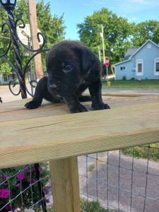 Cane corso puppies