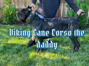 Akc cane corso pups