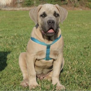 Cane Corso Milo
