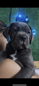cane corso puppies