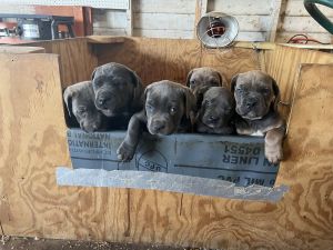 Cane Corso Puppies