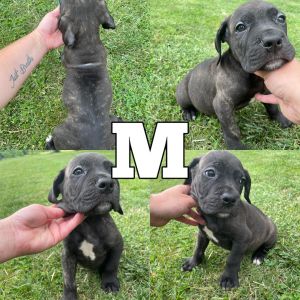 Cane corso puppies
