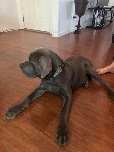 If anyone is interested in buying a Cane Curso or if you know anyone w