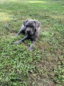 Cane corso male