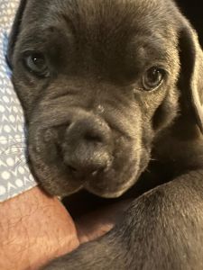 AKC registered Cane Corso Puppies for Sale