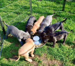 Cane Corso Puppies For Adoption