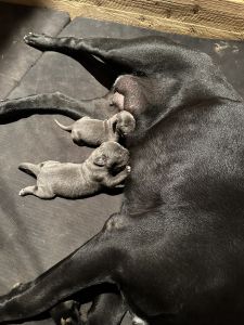 CANE CORSO (ITALIAN MASTIFF) PUPPY FOR SALE