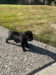 Cane Corso puppies