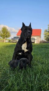 Cane Corso puppies