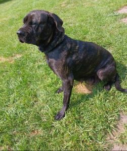 Thanksgiving puppies