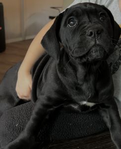 Cane Corso Puppy