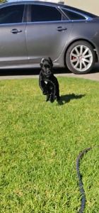 Luxury Elite Cane Corso's