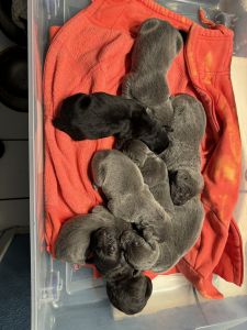 Cane Corso Italian Massive