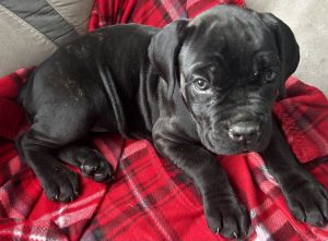 Cane Corso, 10 Weeks, Female
