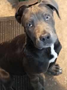 Cane Corso Italian Blue Pup