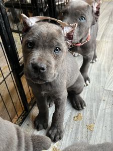Cane Corso Puppies