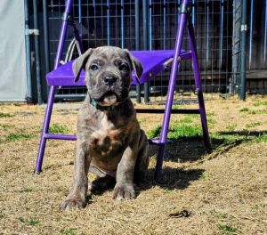 Registered Cane Corso Puppies