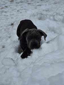 Cane Corso Puppies