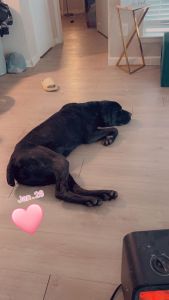 Female Cane corso- bat girl