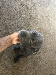 Girl Cane corso pup