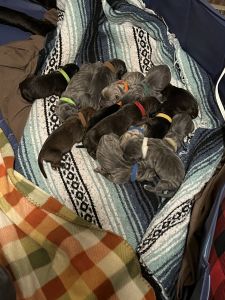 Cane Corso Puppies