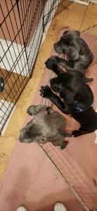 Cane corso credit & debit accepted
