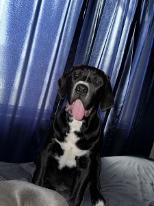 Big dogs for rehoming